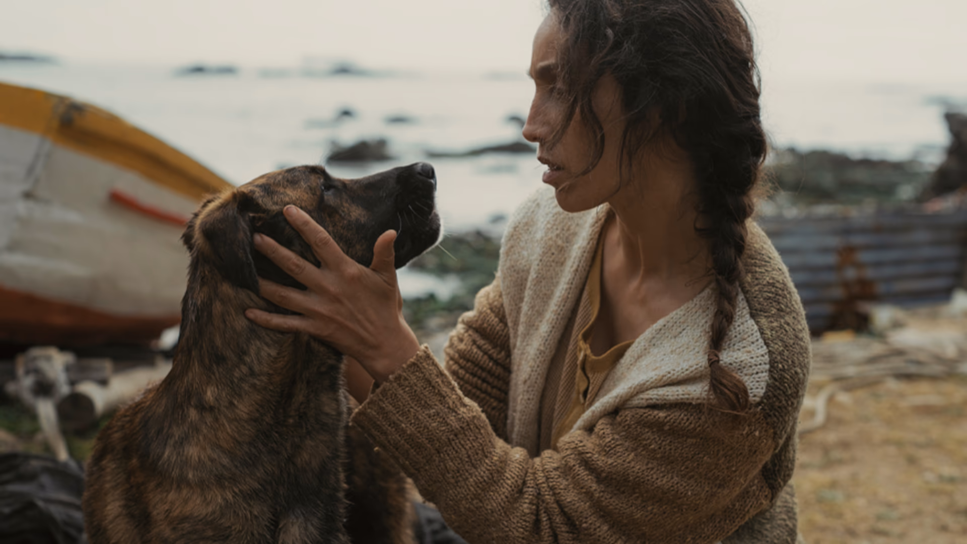 Dişi Köpek