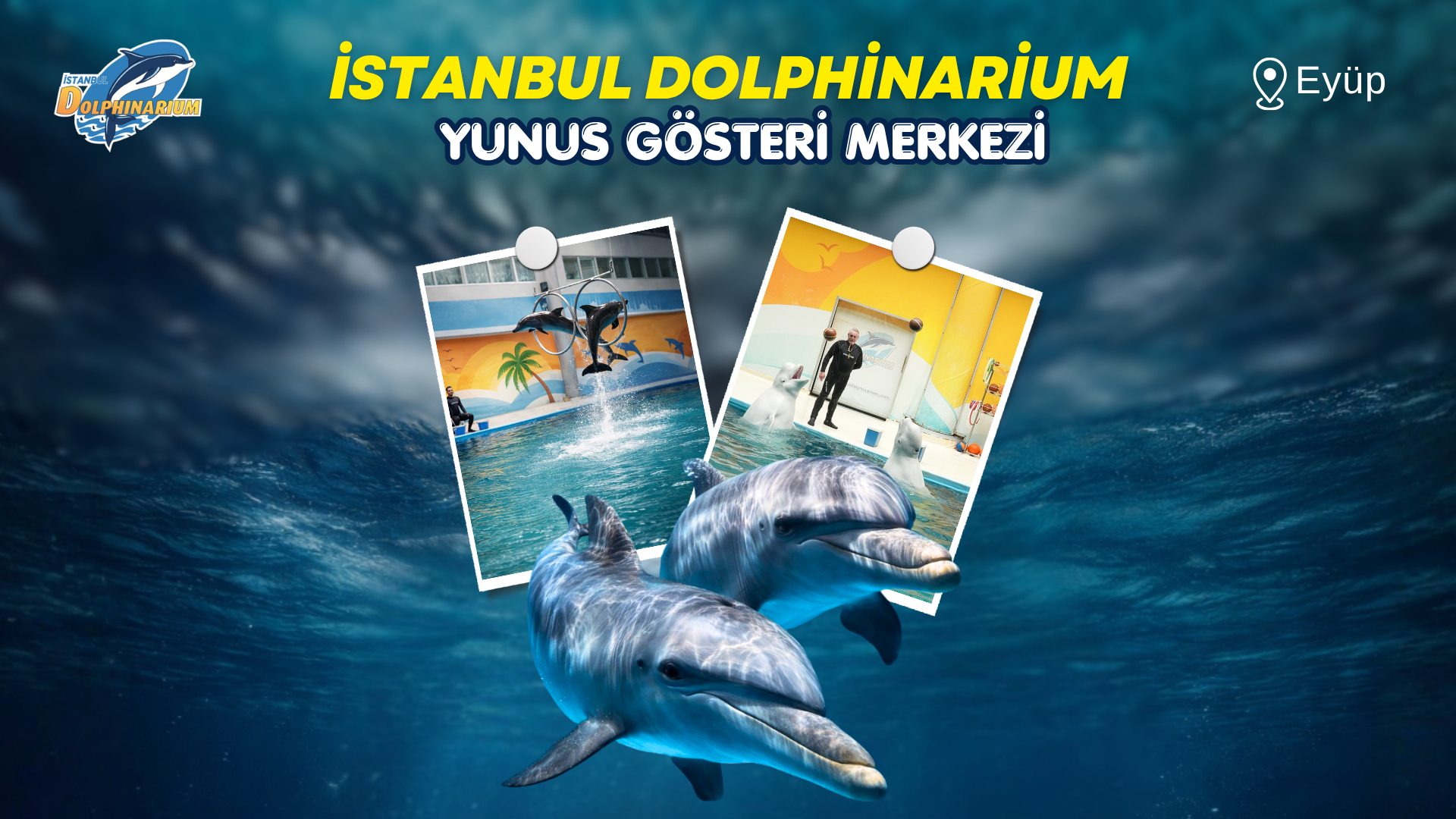 İstanbul Dolphinarium Yunus Gösterileri afişi