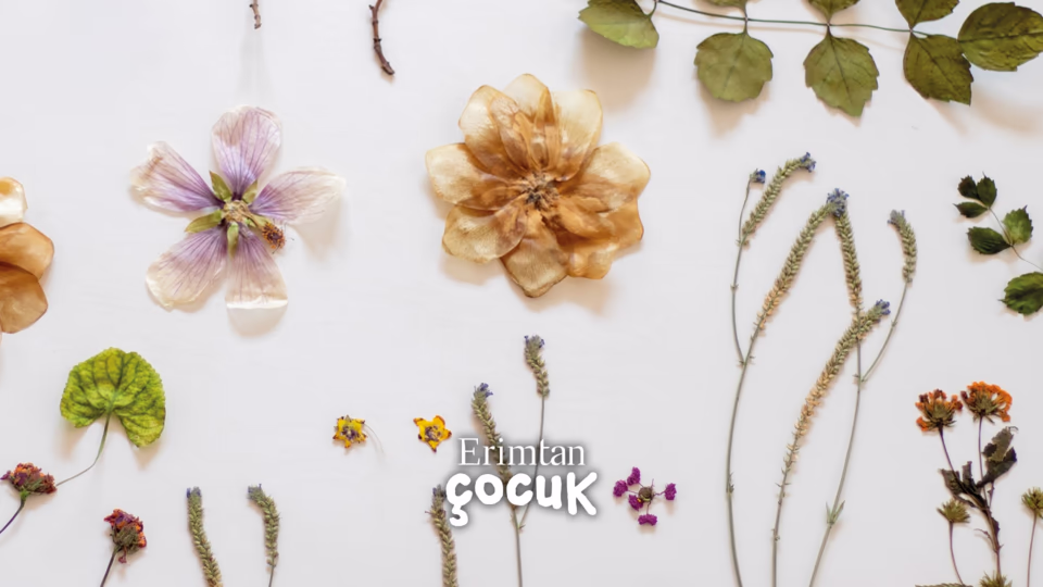 BOTANICA: Anadolu’nun Bitkileri Sergisi Kapsamında - Aile Atölyesi - Herbaryum Atölyesi (4-6 Yaş)